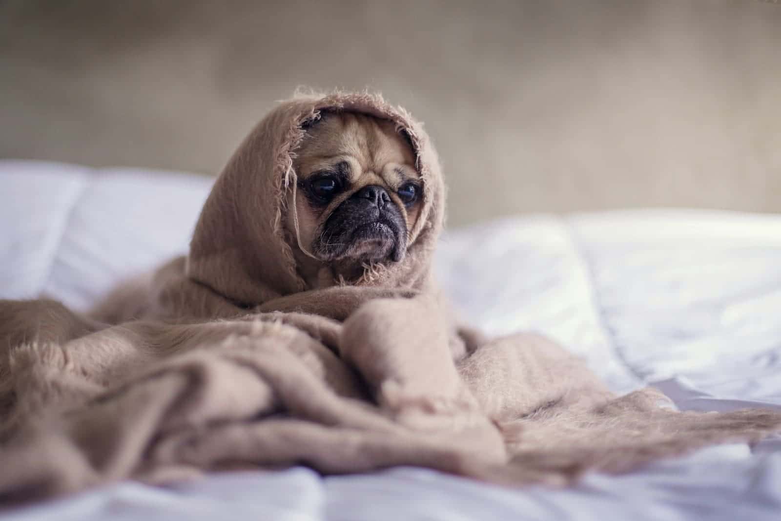 furnace tune-up hollywood with blanket on bedspread furnace tune up hollywood furnace tune-ups hollywood