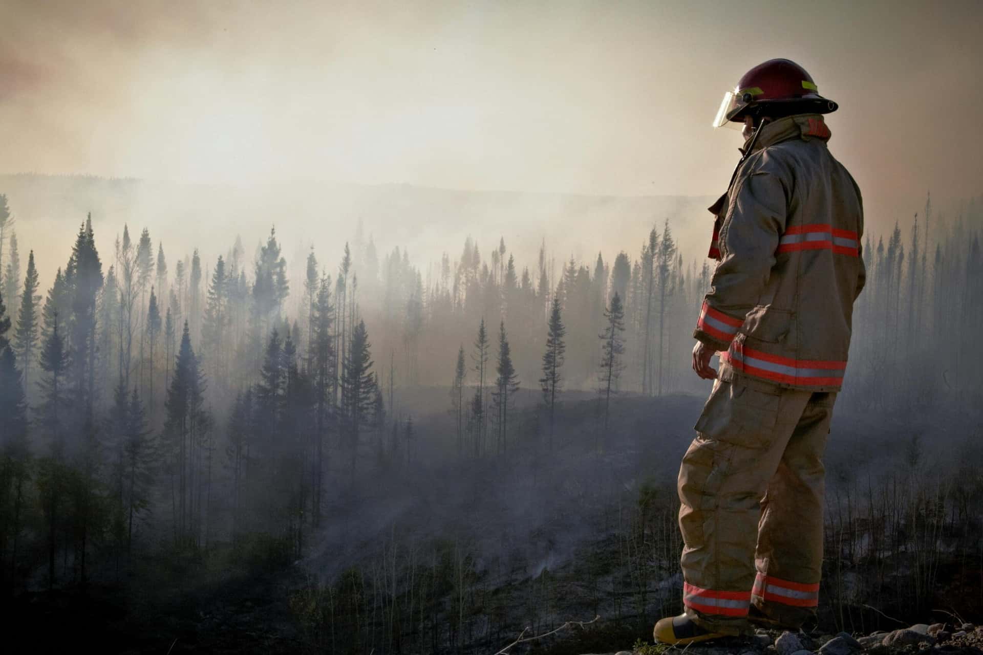 A firefighter in uniform surveys the aftermath of a forest fire with smoke rising through the trees.