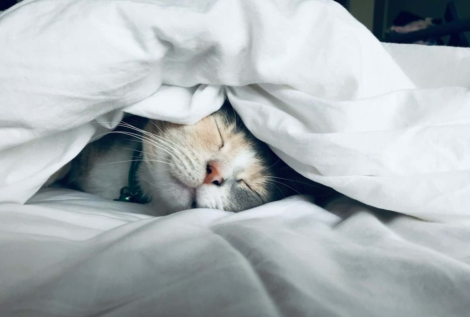 white cat sleeps under white comforter cold Sleep Temperature is important to get a good night sleep, and air conditioners help us get the perfect temperature for sleep Photo by Kate Stone Matheson Honeywell home wall thermostat heating services in los angeles repair hvac and repair hvac hollywood repair air conditioner Hollywood repair ac hollywood ac install West hollywood ac replacement hollywood ac recharge hollywood hvac service hollywood hvac services hollywood hvac commercial Hollywood hvac AC emergency repair in San Fernando Valley repair hvac hollywood repair air conditioner Hollywood repair ac hollywood ac install West hollywood ac replacement hollywood ac recharge hollywood hvac service hollywood hvac services hollywood hvac commercial Hollywood hvac Emergency HVAC repair service by LC Heating and Air Los Angeles, available 24/7. A professional technician from LC HVAC Los Angeles fixing a broken air conditioner in a residential home during an emergency call. The image shows the technician working diligently to restore the cooling system, ensuring the home remains comfortable. Keywords and search phrases: emergency HVAC repairs, 24/7 HVAC service, LC Heating and Air Los Angeles, LC HVAC Los Angeles, air conditioner repair, furnace repair, thermostat repair, refrigerant leak repair, ductwork repairs, Los Angeles, Pasadena, Hollywood, Santa Monica, professional HVAC technician, residential HVAC repair, commercial HVAC repair, rapid response HVAC service, urgent heating and cooling repairs, affordable HVAC repair, reliable HVAC service, HVAC system restoration, expert HVAC technicians, immediate HVAC solutions, emergency AC repair, emergency heating repair, HVAC repair Los Angeles, HVAC repair Pasadena, best HVAC emergency service, fast HVAC repair, HVAC repair near me, emergency HVAC technician, same-day HVAC repair, 24-hour HVAC repair. Studio City (91604, 91602) Sherman Oaks (91403, 91415) Valley Glen (91401) North Hollywood (91601, 91605) Burbank (91501, 91502, 91504) Glendale (91201-91205, 91208) Toluca Lake (91602) Universal City (91608) Woodland Hills (91364, 91367) Calabasas (91302) Thousand Oaks (91360, 91362) Simi Valley (93065) Westside Beverly Hills (90210-90213) Century City (90067) Cheviot Hills (90049) Culver City (90230, 90232) Mar Vista (90066) Playa Vista (90094) Marina Del Rey (90292) Venice Beach (90291) Santa Monica (90401-90404) Malibu (90265) Eastside Silver Lake (90026) Echo Park (90026) Los Feliz (90027) Atwater Village (90039) Central Los Angeles South Hollywood (90028, 90038) Miracle Mile (90006) Koreatown (90005, 90020) San Fernando Valley Neighborhoods Van Nuys (91401, 91405) Reseda (91335) Tarzana (91356) Encino (91436) emergency hvac repairs