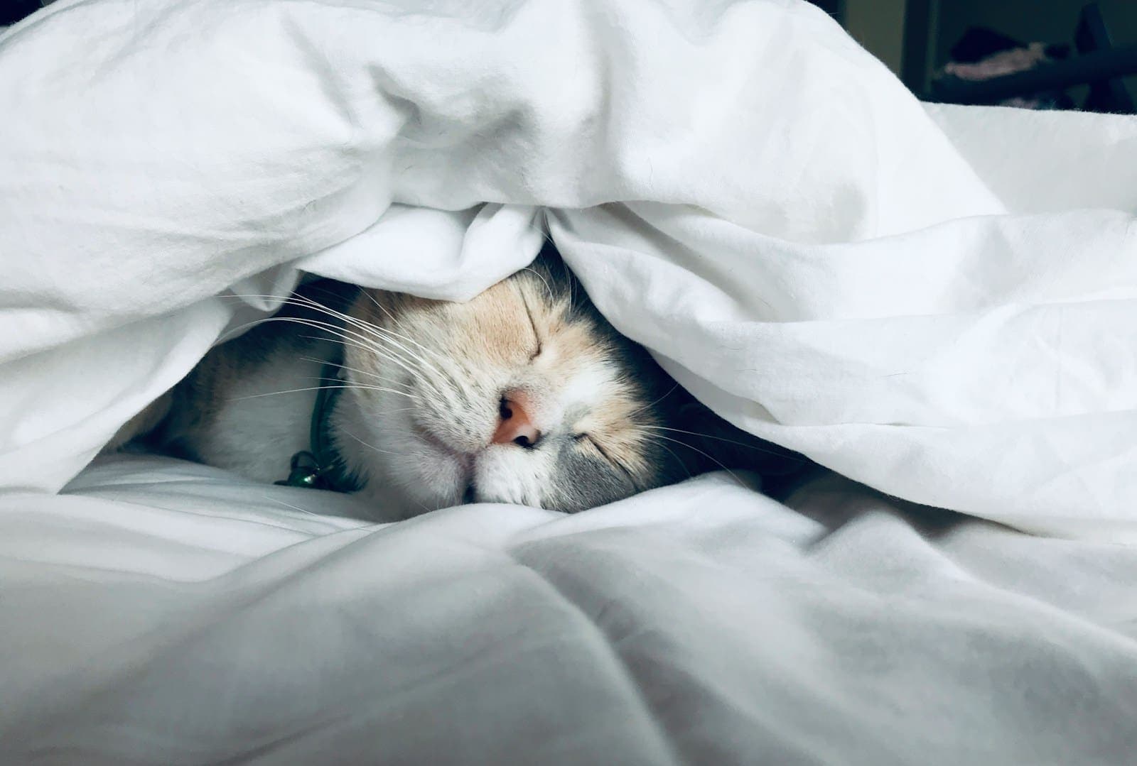 white cat sleeps under white comforter cold Sleep Temperature is important to get a good night sleep, and air conditioners help us get the perfect temperature for sleep Photo by Kate Stone Matheson Honeywell home wall thermostat heating services in los angeles repair hvac and repair hvac hollywood repair air conditioner Hollywood repair ac hollywood ac install West hollywood ac replacement hollywood ac recharge hollywood hvac service hollywood hvac services hollywood hvac commercial Hollywood hvac AC emergency repair in San Fernando Valley repair hvac hollywood repair air conditioner Hollywood repair ac hollywood ac install West hollywood ac replacement hollywood ac recharge hollywood hvac service hollywood hvac services hollywood hvac commercial Hollywood hvac Emergency HVAC repair service by LC Heating and Air Los Angeles, available 24/7. A professional technician from LC HVAC Los Angeles fixing a broken air conditioner in a residential home during an emergency call. The image shows the technician working diligently to restore the cooling system, ensuring the home remains comfortable. Keywords and search phrases: emergency HVAC repairs, 24/7 HVAC service, LC Heating and Air Los Angeles, LC HVAC Los Angeles, air conditioner repair, furnace repair, thermostat repair, refrigerant leak repair, ductwork repairs, Los Angeles, Pasadena, Hollywood, Santa Monica, professional HVAC technician, residential HVAC repair, commercial HVAC repair, rapid response HVAC service, urgent heating and cooling repairs, affordable HVAC repair, reliable HVAC service, HVAC system restoration, expert HVAC technicians, immediate HVAC solutions, emergency AC repair, emergency heating repair, HVAC repair Los Angeles, HVAC repair Pasadena, best HVAC emergency service, fast HVAC repair, HVAC repair near me, emergency HVAC technician, same-day HVAC repair, 24-hour HVAC repair. Studio City (91604, 91602) Sherman Oaks (91403, 91415) Valley Glen (91401) North Hollywood (91601, 91605) Burbank (91501, 91502, 91504) Glendale (91201-91205, 91208) Toluca Lake (91602) Universal City (91608) Woodland Hills (91364, 91367) Calabasas (91302) Thousand Oaks (91360, 91362) Simi Valley (93065) Westside Beverly Hills (90210-90213) Century City (90067) Cheviot Hills (90049) Culver City (90230, 90232) Mar Vista (90066) Playa Vista (90094) Marina Del Rey (90292) Venice Beach (90291) Santa Monica (90401-90404) Malibu (90265) Eastside Silver Lake (90026) Echo Park (90026) Los Feliz (90027) Atwater Village (90039) Central Los Angeles South Hollywood (90028, 90038) Miracle Mile (90006) Koreatown (90005, 90020) San Fernando Valley Neighborhoods Van Nuys (91401, 91405) Reseda (91335) Tarzana (91356) Encino (91436) emergency hvac repairs