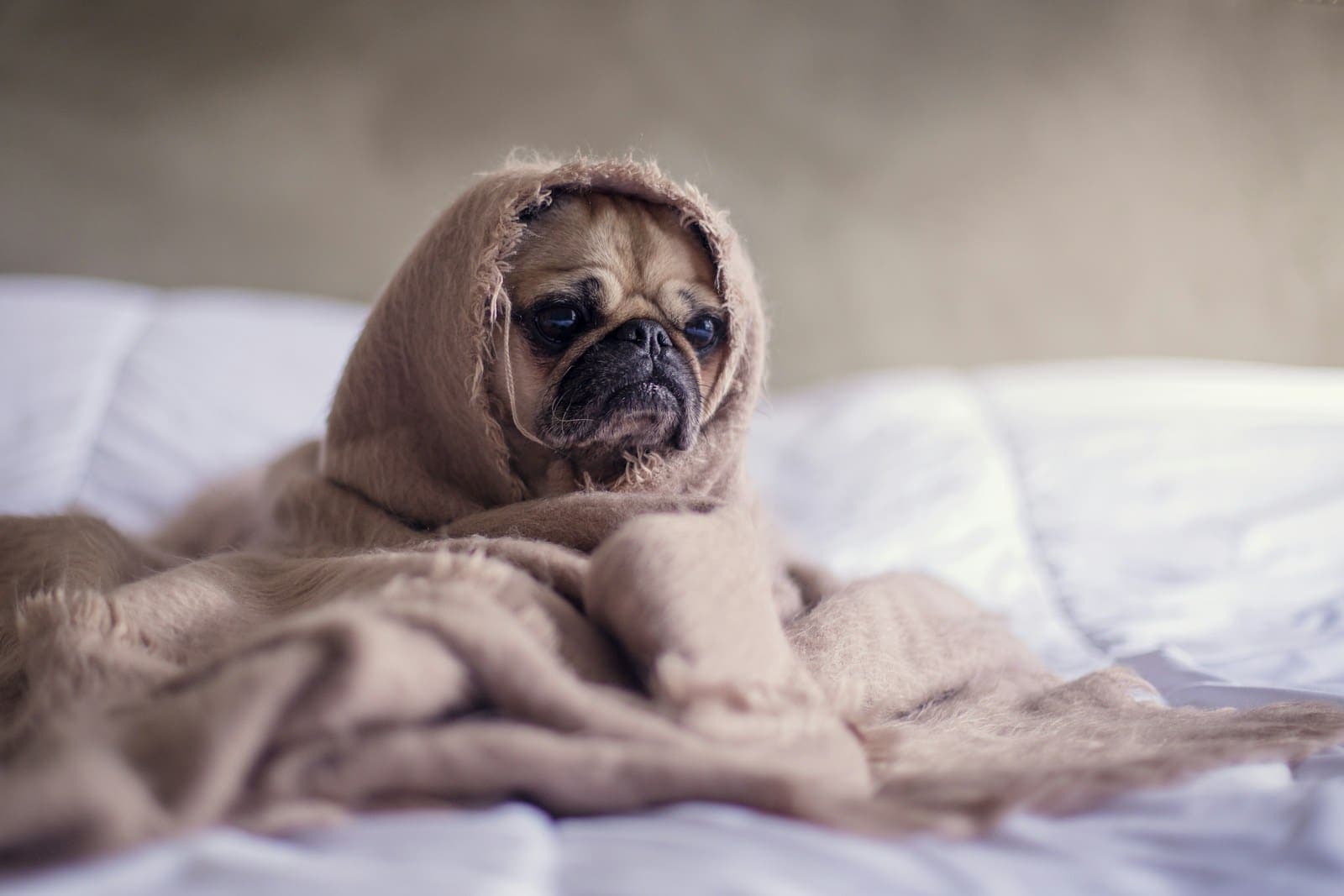 furnace tune-up hollywood with blanket on bedspread furnace tune up hollywood furnace tune-ups hollywood