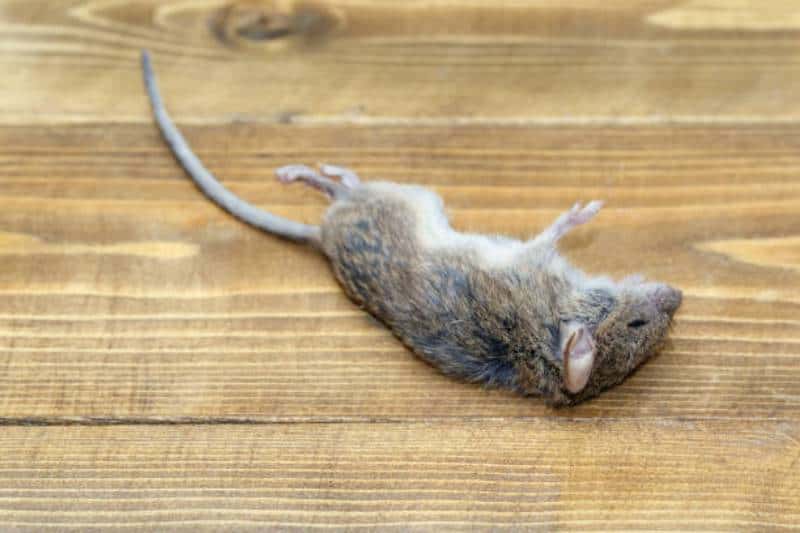 dead animal smell