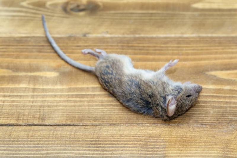 Olor a animal muerto proveniente de las rejillas de ventilación 1 dead animal smell