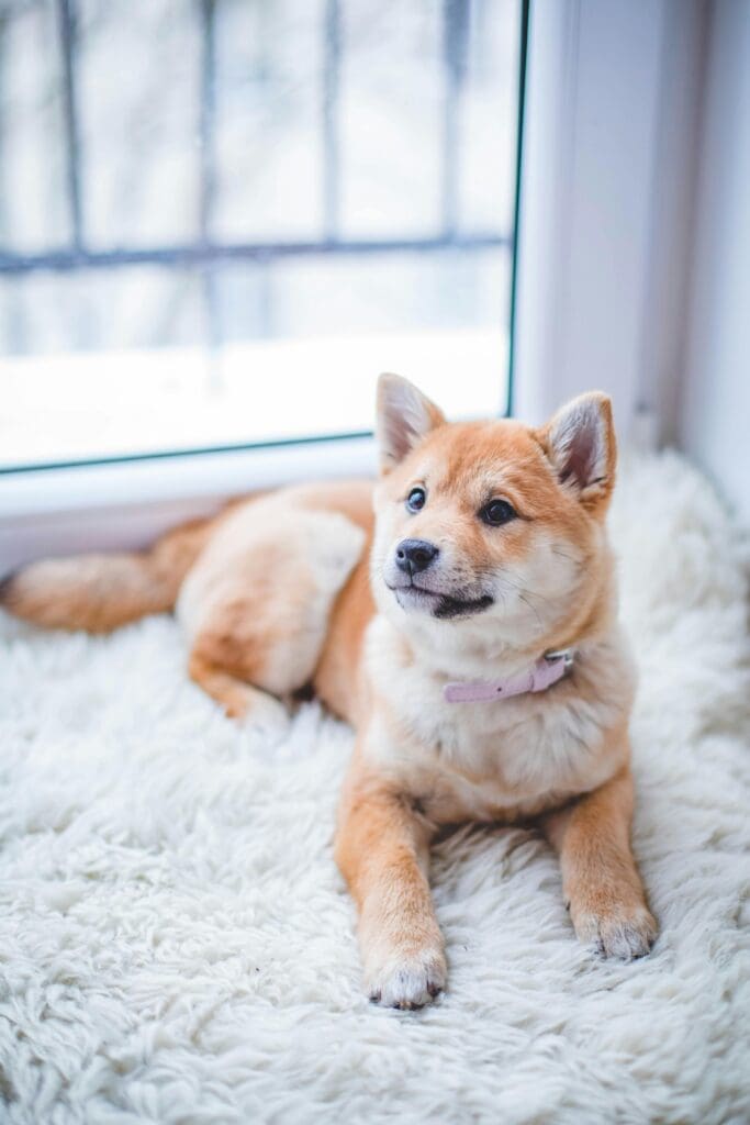 Understanding Pet Dander: Causes and Solutions For Cleaning Air Ducts 119 Cute Shiba Inu puppy resting on a soft white rug in a cozy indoor setting.