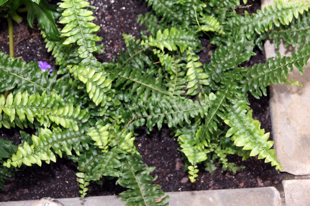 Best Air Purifying Plants for Allergies 3 Boston Fern (Nephrolepis exaltata)