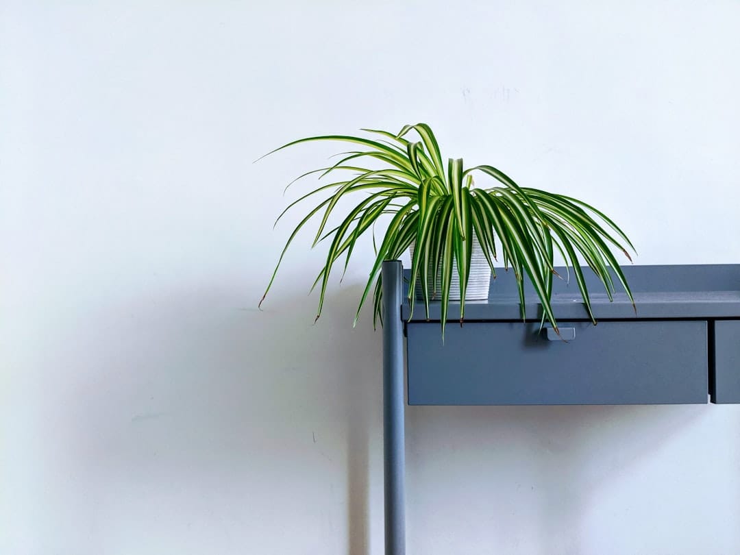Best Air Purifying Plants for Allergies 3 spider plant on a shelf