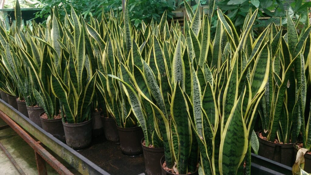 Snake Plant (Sansevieria trifasciata)
